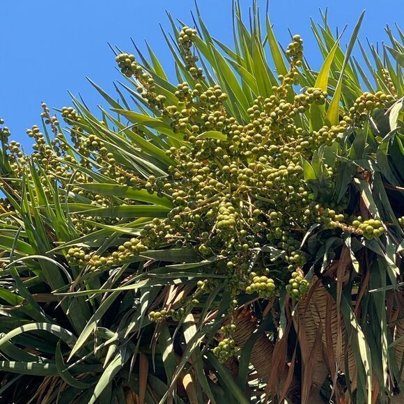 Dragon’s Blood Seedlings 🌱 and Seeds - Picture 6 of 7